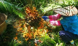 重庆铁树开花爆料视频最新,罕见现象引网友热议